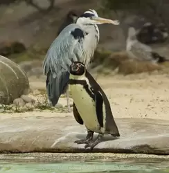 Пингвин Гумбольдта в зоопарке Лондона