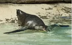 Пингвин Гумбольдта прыгает в воду