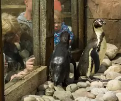 Пингвины Гумбольдта очень любят общаться с посетителями и что-нибудь выпрашивать