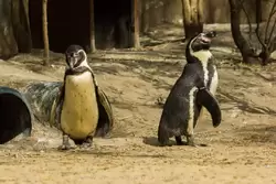 Пингвины Гумбольдта в зоопарке Лондона