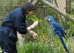 Попугаев кормят в зоопарке