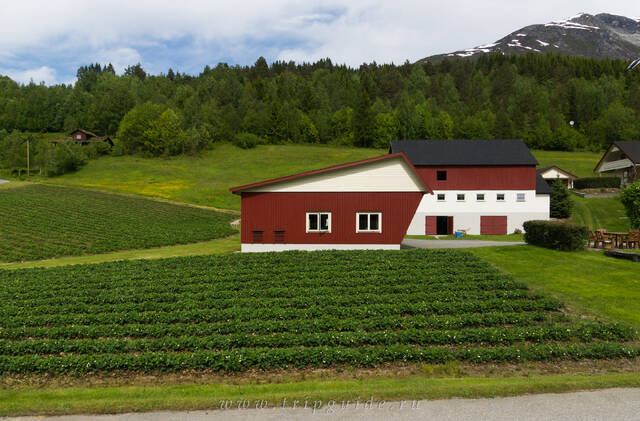 Земляничные поля в Норвегии