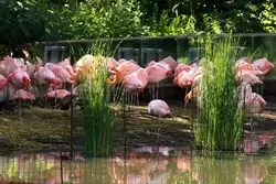 Чилийский фламинго в зоопарке Амстердама