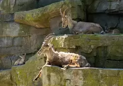 Козерог (ибекс, Альпийский горный козёл)