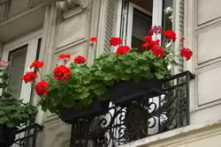 Типичный французский балкончик с геранью на бульваре Сен-Жармен