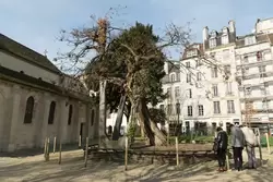 Робиния или ложная акация - самое старое в Париже дерево