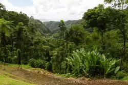 Мартиника, фото 50