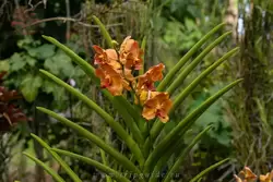 Ванда (Орхидея, Vanda Josephine van Brero)
