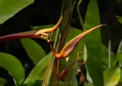Геликония Коллинса (Heliconia collinsiana)