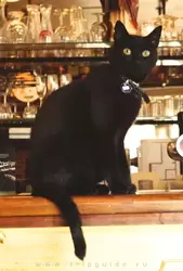 Кошка в кафе «Сталепромышленники» (<span lang=nl>Staalmeesters</span>)