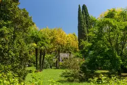 Пальмы и кипарисы в парке «Ривьера» в Сочи