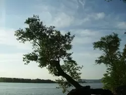Дерево над рекой