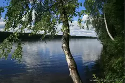Берёзка на реке Свирь
