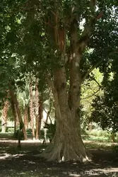 Ботанический сад в Асуане, фото 14
