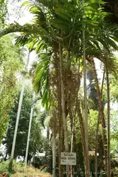 Ботанический сад в Асуане, фото 43