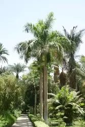 Ботанический сад в Асуане, фото 44
