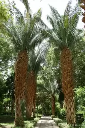 Ботанический сад в Асуане, фото 51