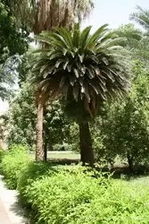 Ботанический сад в Асуане, фото 52