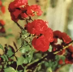 Ессентуки, розы в парке