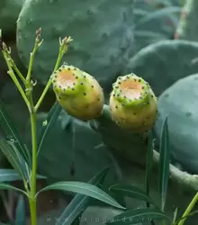 Плоды кактусов