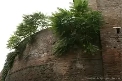На Римской стене иногда растут деревья