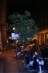 Мандарины в Риме используются для озеленения