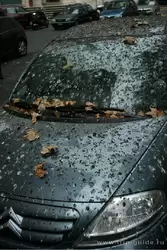 В Риме опасно оставлять машины под деревьями — могут обгадить