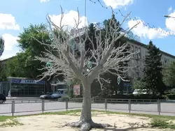 Дерево на Аллее Героев в Волгограде