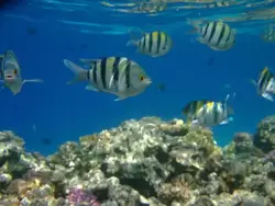 Рыбки и кораллы Красного моря, фото 88