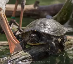 Цапля пытается съесть черепаху