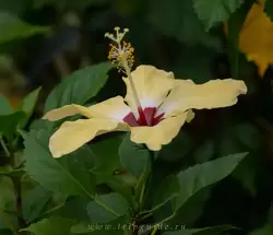 Гибискус (Hibiscus)